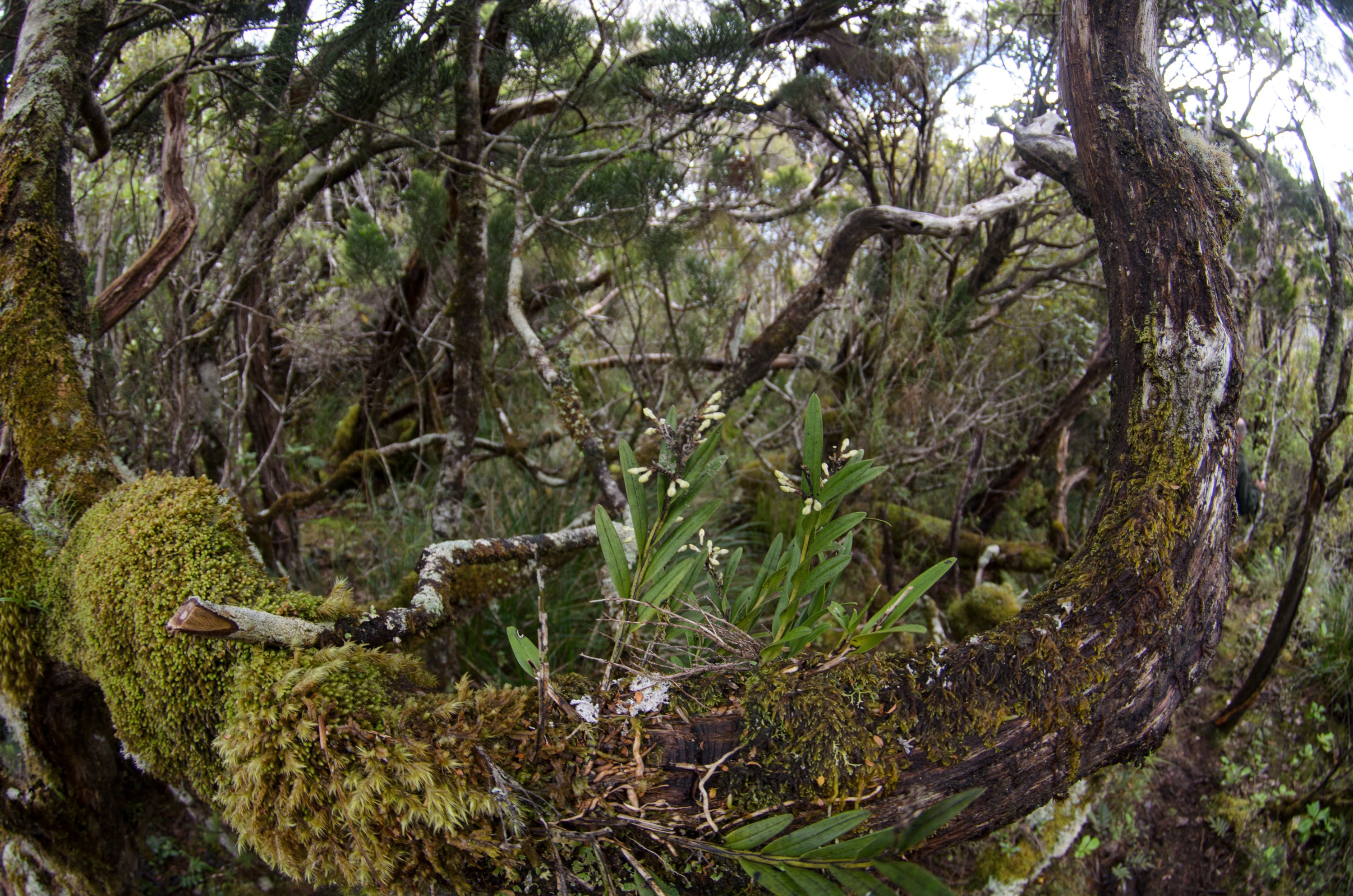 DSC_3082 – Adventure, Crispin, Island, March 2017, National Park, New, New Zealand, Rakiura, South, Stewart, Zealand